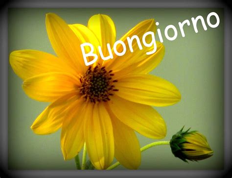 Immagini gratuite con la scritta “Buongiorno”. 120 cartoline e foto。